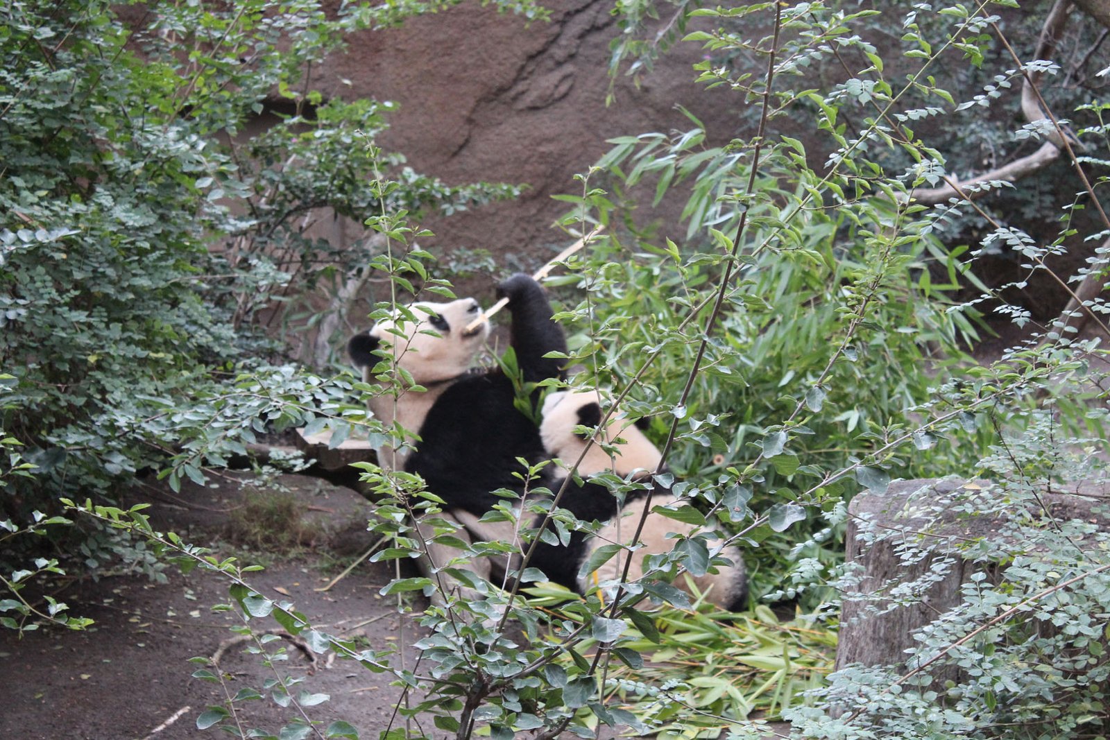 San Diego Zoo Part II 184